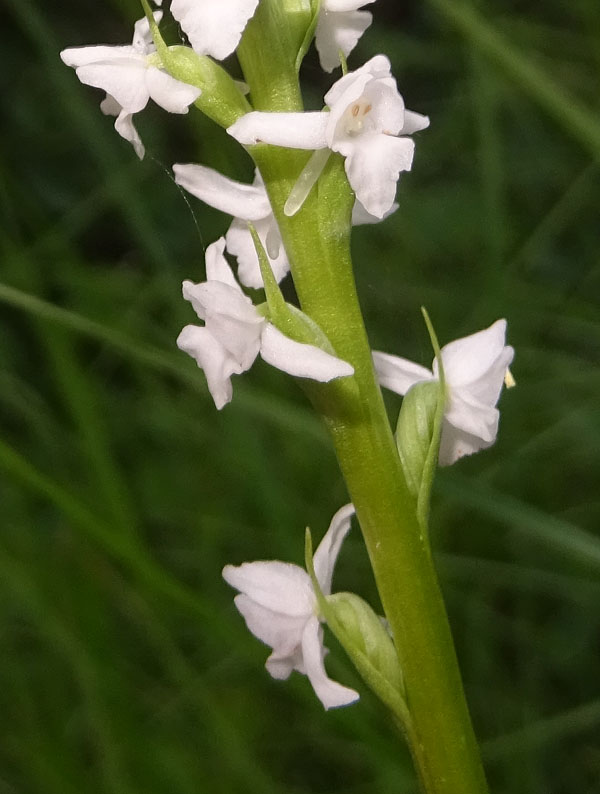 sono 2......Gymnadenia odoratissima ?....s !